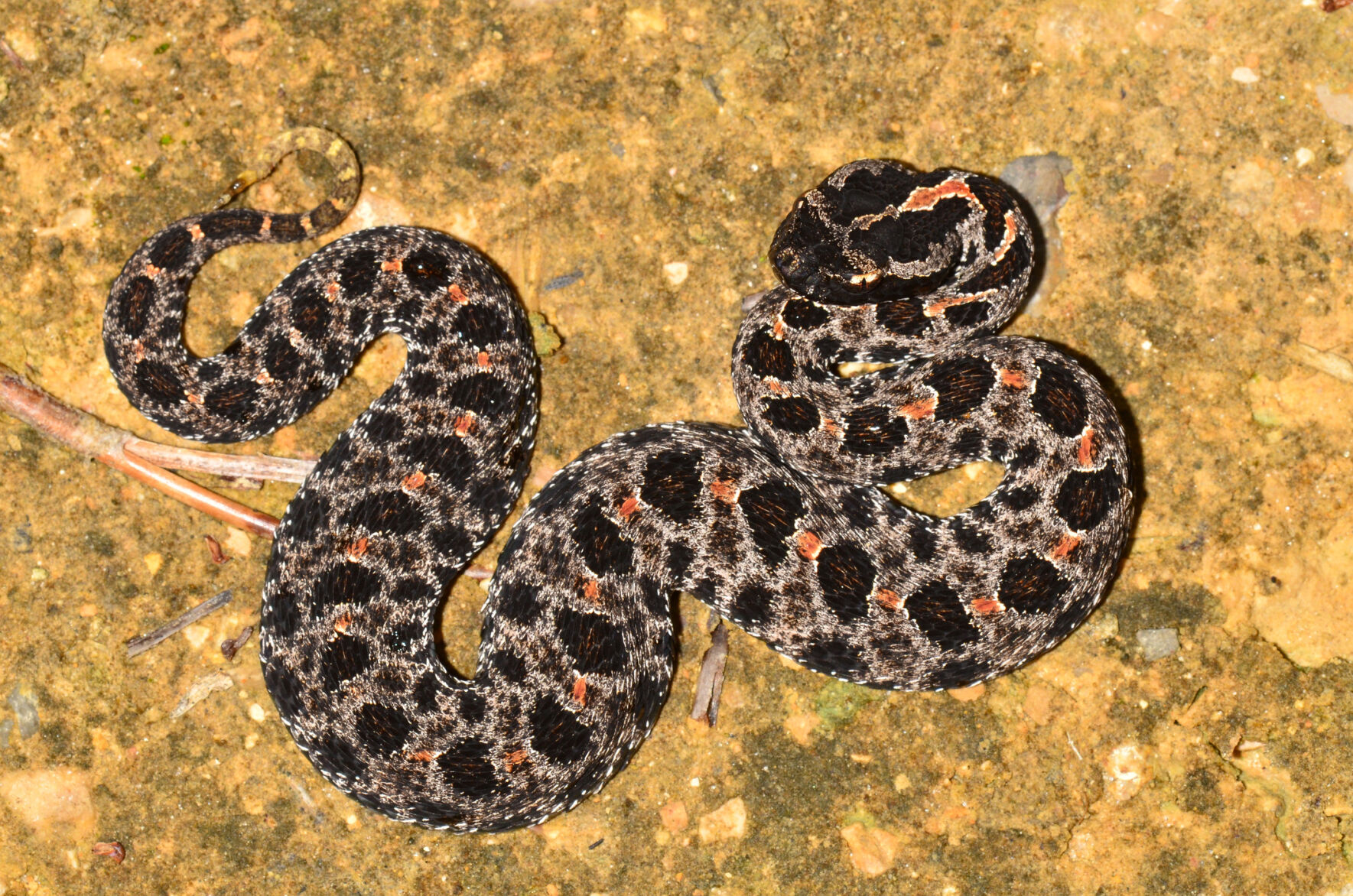 Pygmy rattlesnake
